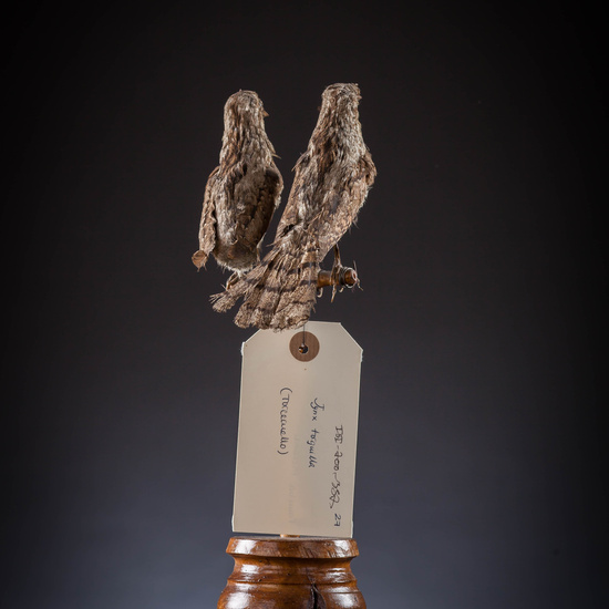 IES_SANISIDRO_MUSEO_Aves_021