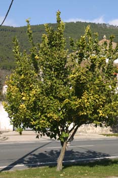 Limonero - Porte (Citrus limon)