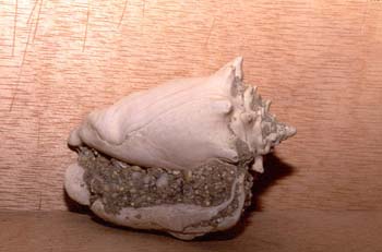 Strombus buvonius (Molusco-Gasterópodo) Pleistoceno