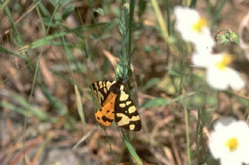 Quelonia de mancha crema (Arctia villica)