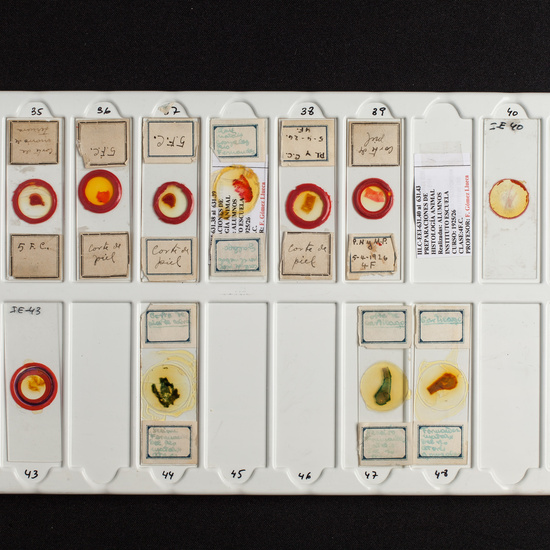 IES_ISABELLACATOLICA_BIOLOGIA_214