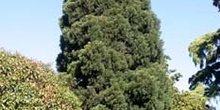 Secuoya gigante - Porte (Sequoiadendron giganteum)