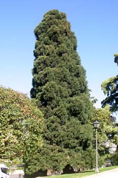 Secuoya gigante - Porte (Sequoiadendron giganteum)