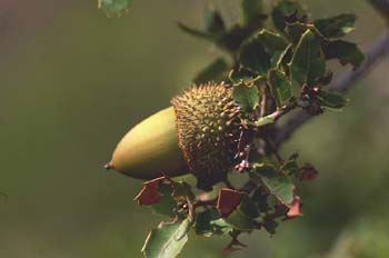 Coscoja / carrasca - Bellota (Quercus coccifera)