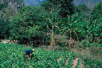 Plantación de tabaco, Cuba