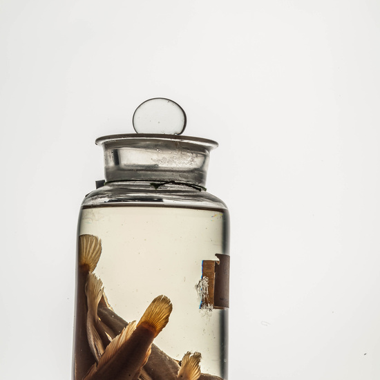 IES_CARDENALCISNEROS_CIENCIASNATURALES_166