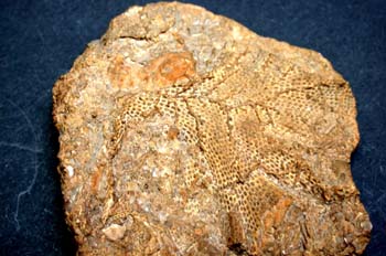 Piloporella laticrescens (Coral) Devónico