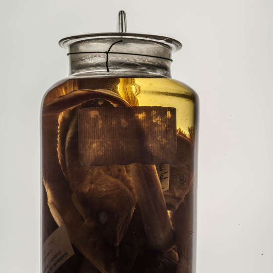 IES_CARDENALCISNEROS_CIENCIASNATURALES_173