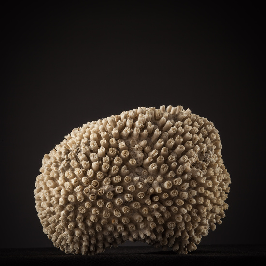 IES_SANISIDRO_BIOLOGIA_445