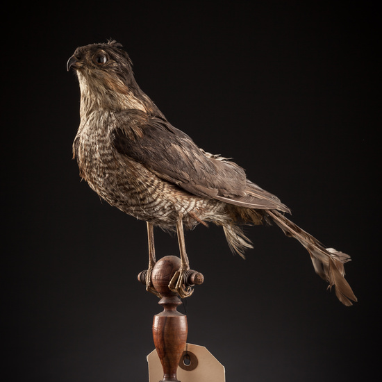 IES_SANISIDRO_BIOLOGIA_112