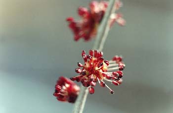 Olmo montano - Flores (Ulmus glabra)