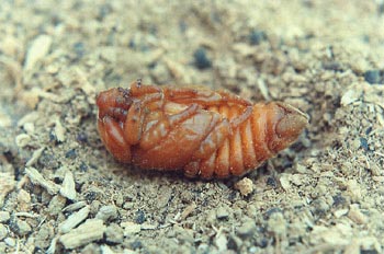 Escarabajo rinoceronte (Oryctes nasicornis)