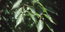 Almez - Hojas/Frutos (Celtis australis)