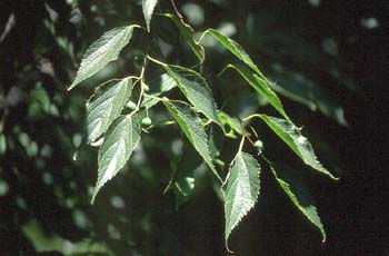 Almez - Hojas/Frutos (Celtis australis)