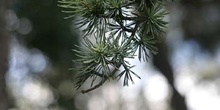 Cedro del Atlas - Hojas (Cedrus atlantica)