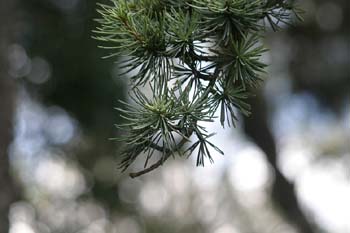 Cedro del Atlas - Hojas (Cedrus atlantica)