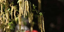 Abedul llorón - Flor (Betula pendula)
