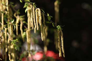 Abedul llorón - Flor (Betula pendula)