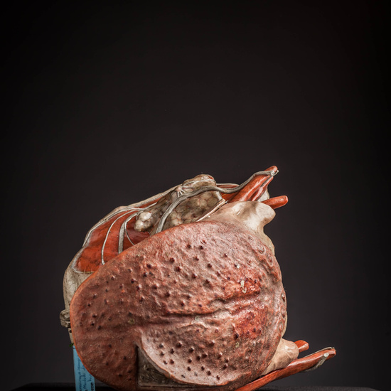 IES_CARDENALCISNEROS_ANATOMIA_MODELOS_009