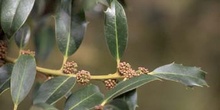 Acebo - Flor (Ilex aquifolium)