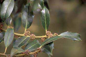 Acebo - Flor (Ilex aquifolium)