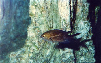 Castañuela (Chromis sp.)