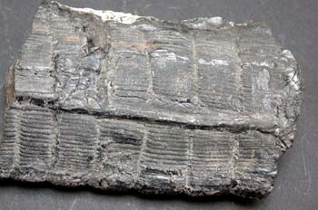 Calamites waldemburgensis (Helecho) Carbonífero