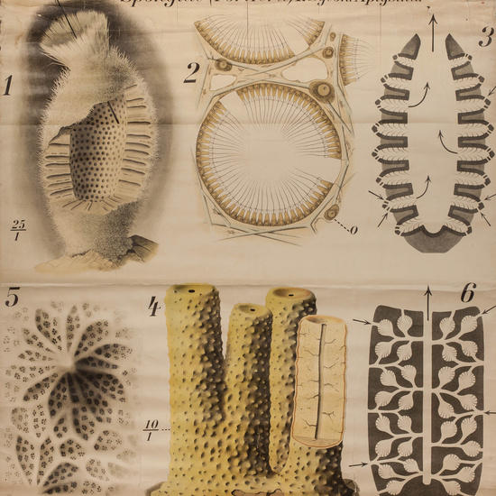 IES_RAMIRODEMAEZTU_BIOLOGIA_042