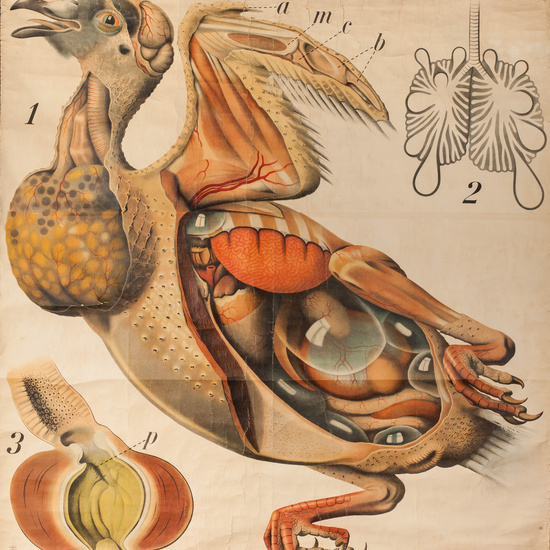 IES_RAMIRODEMAEZTU_BIOLOGIA_055