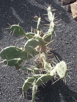 Opuntia quimilo