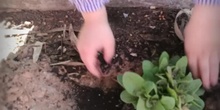 CONOCEMOS LAS PLANTAS EN INFANTIL