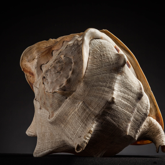 IES_CARDENALCISNEROS_CONCHAS_043