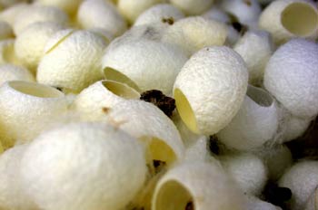 Capullos abiertos de gusano de seda