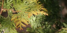 Tuja de Canadá (Thuja occidentalis)