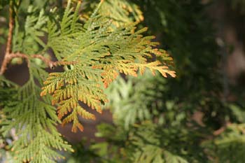Tuja de Canadá (Thuja occidentalis)