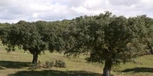 Encina - Bosque (Quercus ilex)