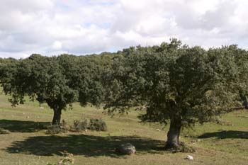 Encina - Bosque (Quercus ilex)