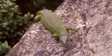 Lagarto verde (Lacerta bilineata)