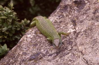 Lagarto verde (Lacerta bilineata)