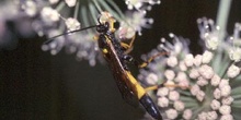 Avispa parásita (Amblyteles armatorius)