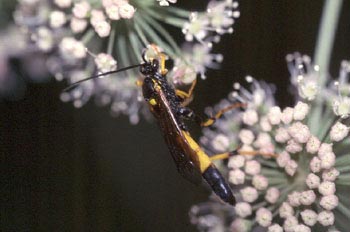 Avispa parásita (Amblyteles armatorius)