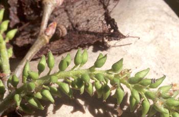 álamo blanco - Flor fem. (Populus alba)