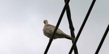 Törtola turca (Streptopelia decaocto)