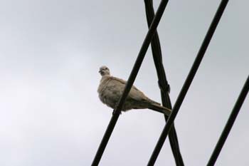 Törtola turca (Streptopelia decaocto)