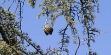 Cedro del Atlas - Piñas (Cedrus atlantica)