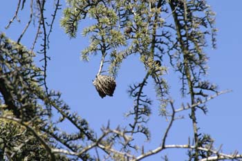 Cedro del Atlas - Piñas (Cedrus atlantica)