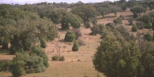 Encina - Bosque (Quercus ilex)