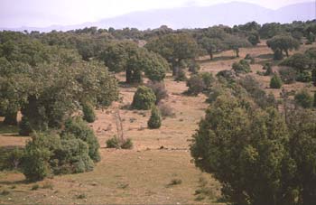 Encina - Bosque (Quercus ilex)