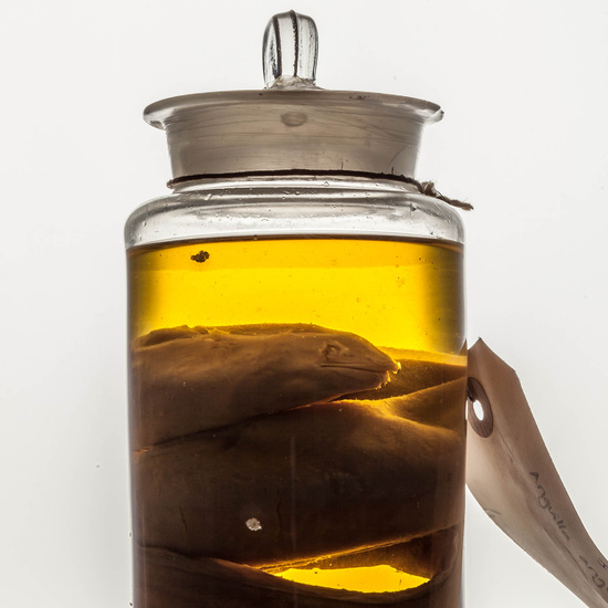 IES_SANISIDRO_MUSEO_BOTES_003