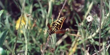 Avispa cómún (Polistes gallicus)